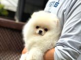 Irk Garantili Pomeranian Boo