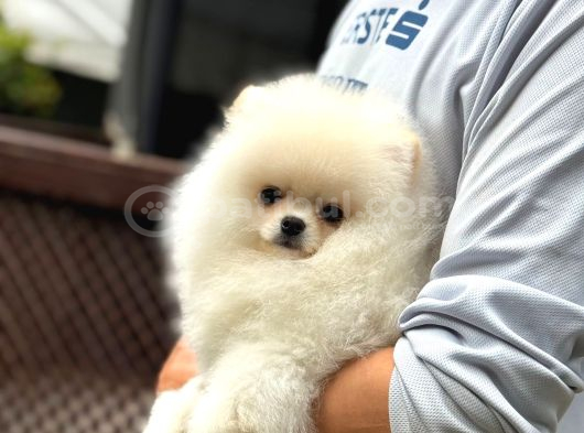 Irk Garantili Pomeranian Boo görsel