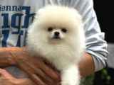 Irk Garantili Pomeranian Boo