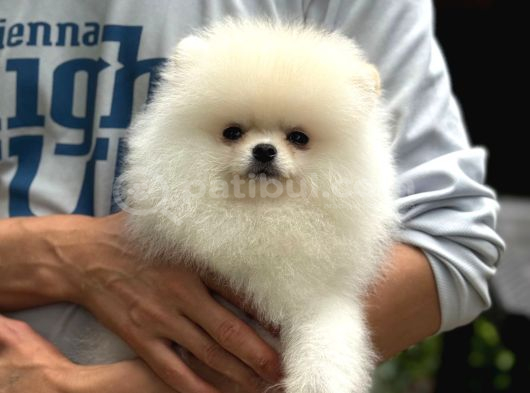 Irk Garantili Pomeranian Boo görsel
