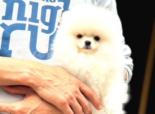Irk Garantili Pomeranian Boo görsel