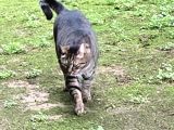 Kayıp İri Tekir Kedi
