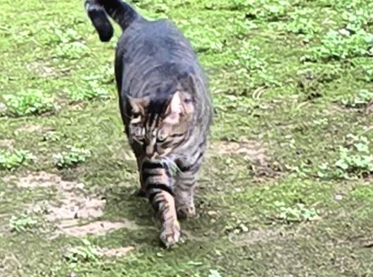 Kayıp İri Tekir Kedi