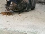 Kayıp İri Tekir Kedi