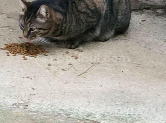 Kayıp İri Tekir Kedi görsel