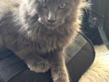 Maine Coon Yavruları