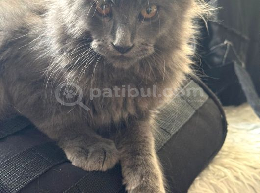 Maine Coon Yavruları görsel