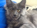 Maine Coon yavruları