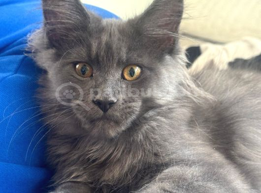 Maine Coon Yavruları