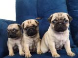 Pug Mops Yavruları