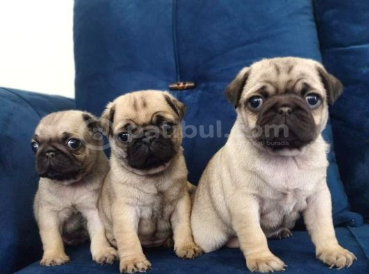 Pug Mops Yavruları görsel