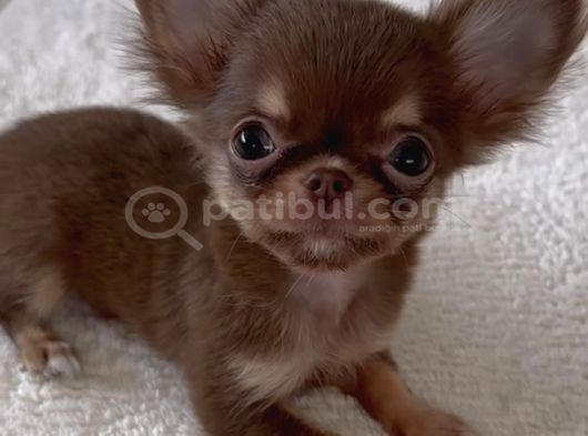 Teacup Şi̇vava Bebekleri̇mi̇z görsel