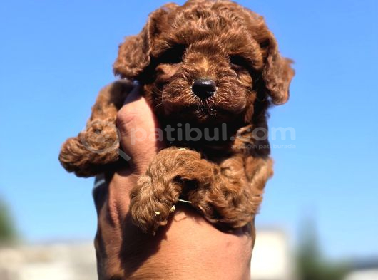 Orijinal Toy Poodle Yavrularımız görsel