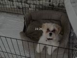 4 Aylık Maltipoo  İstanbul Esenyurt