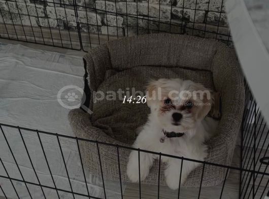 4 Aylık Maltipoo  İstanbul Esenyurt görsel