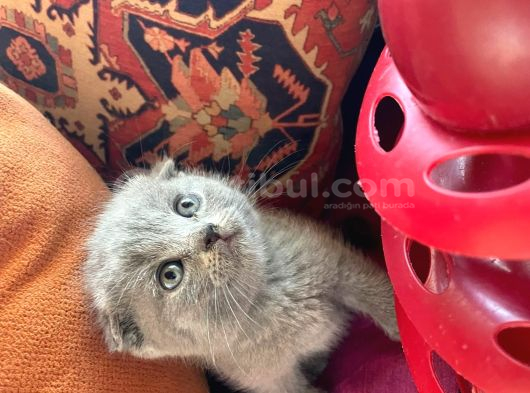 Evimizin Yeni Üyesi Papyonlu Ve Karizmatik Bebekler görsel