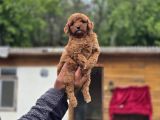 Gerçek Teddy Bear Toy Poodle Yavruları