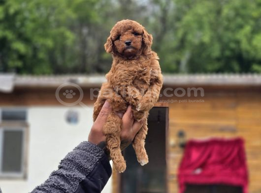 Gerçek Teddy Bear Toy Poodle Yavruları