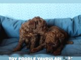Red Brown Toy Poodle Yavrulari