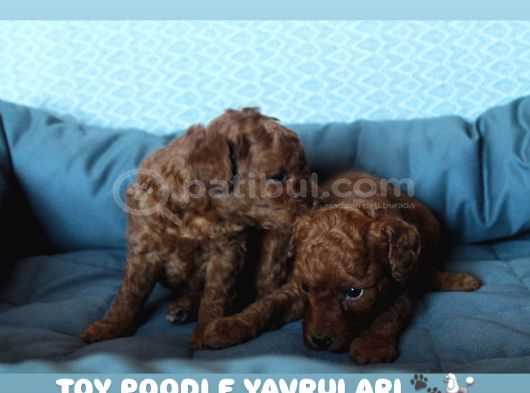 Red Brown Toy Poodle Yavrulari görsel
