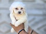 Mini Boy Maltese Terrier Yavruları