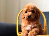 Minnak Maltipoo Yavrum