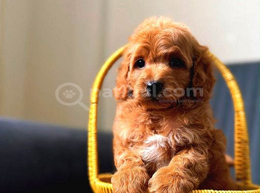 Minnak Maltipoo Yavrum görsel