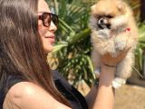 Teddy Face Pomeranian Yavruları