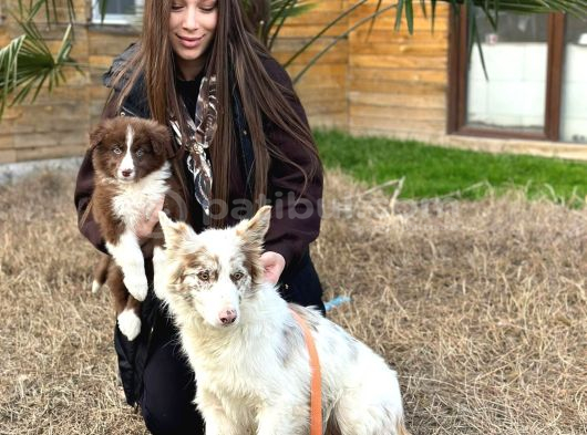 Dünyanın En Zeki Irklarından Border Collie Yavruları görsel