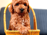 Sevi̇mli̇ A Kali̇te Malti̇poo Yavrularim