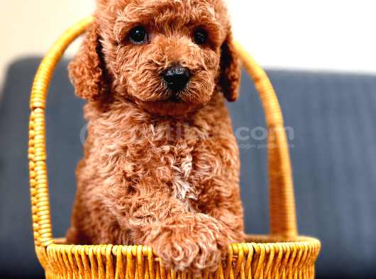 Sevi̇mli̇ A Kali̇te Malti̇poo Yavrularim görsel