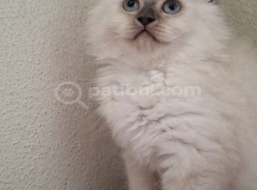 Safkan Himalayan Sağlıklı Yavru Kedi görsel