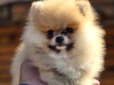 Boo Face Pomeranian Yavruları