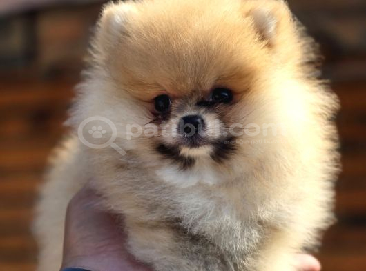Boo Face Pomeranian Yavruları görsel