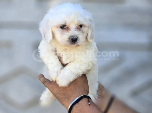 Mini Boy Maltese Terrier Yavruları görsel