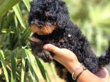 Safkan Toy Poodle Yavruları