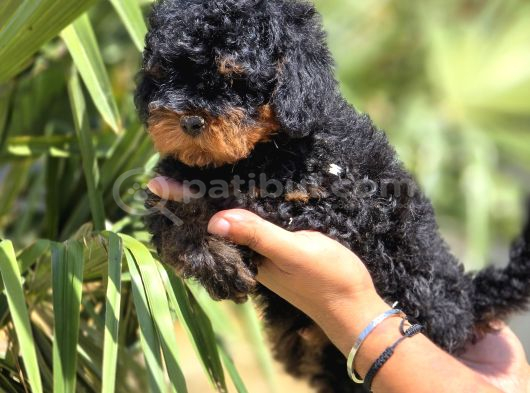 Safkan Toy Poodle Yavruları görsel