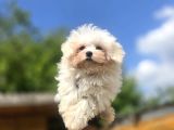 Sağlıklı Ve Sevimli Maltese Terrier Yavruları