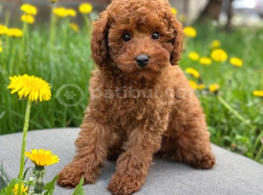 Toy Poodle Sevi̇mli̇ Yavrular Ev Üreti̇mi̇ görsel
