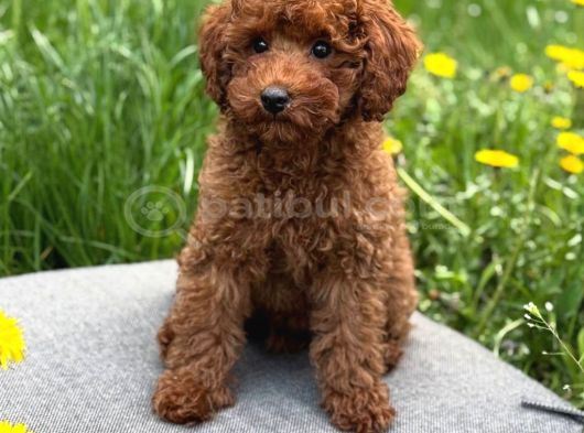 Toy Poodle Sevi̇mli̇ Yavrular Ev Üreti̇mi̇ görsel
