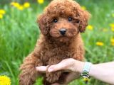 Toy Poodle Sevi̇mli̇ Yavrular Ev Üreti̇mi̇