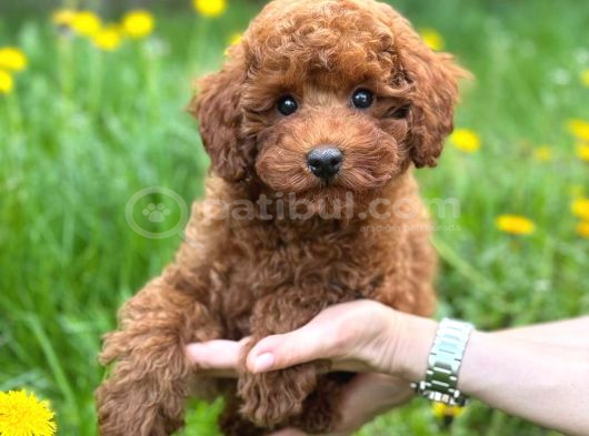 Toy Poodle Sevi̇mli̇ Yavrular Ev Üreti̇mi̇ görsel