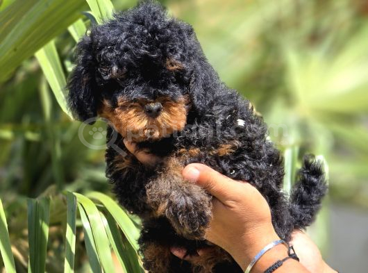 Safkan Toy Poodle Yavruları görsel