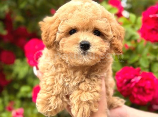 Malti̇poo Ci̇nsi̇ Yavrular Ev Üreti̇mi̇ görsel