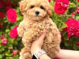Malti̇poo Ci̇nsi̇ Yavrular Ev Üreti̇mi̇