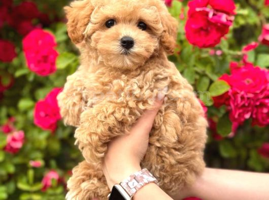 Malti̇poo Ci̇nsi̇ Yavrular Ev Üreti̇mi̇ görsel