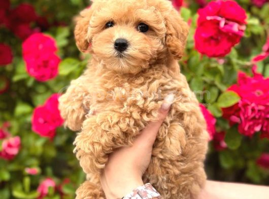 Malti̇poo Ci̇nsi̇ Yavrular Ev Üreti̇mi̇ görsel