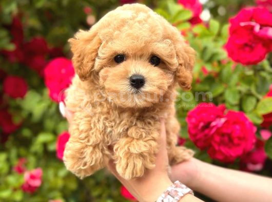 Malti̇poo Ci̇nsi̇ Yavrular Ev Üreti̇mi̇ görsel
