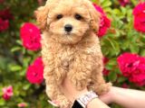 MALTİPOO CİNSİ YAVRULAR EV ÜRETİMİ