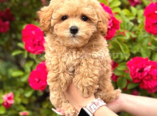 Malti̇poo Ci̇nsi̇ Yavrular Ev Üreti̇mi̇